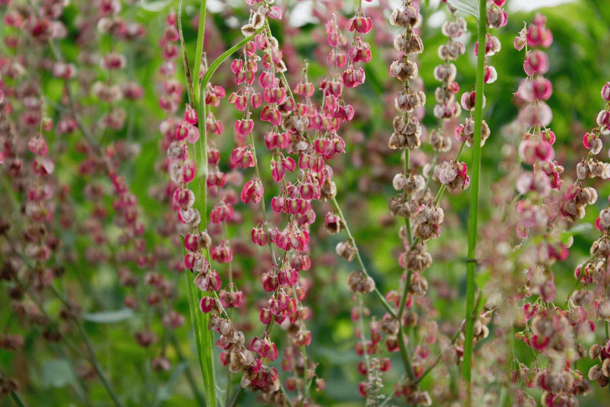 Rumex scutatus.png
